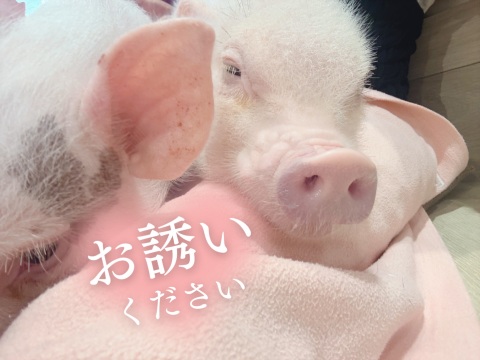 写メ