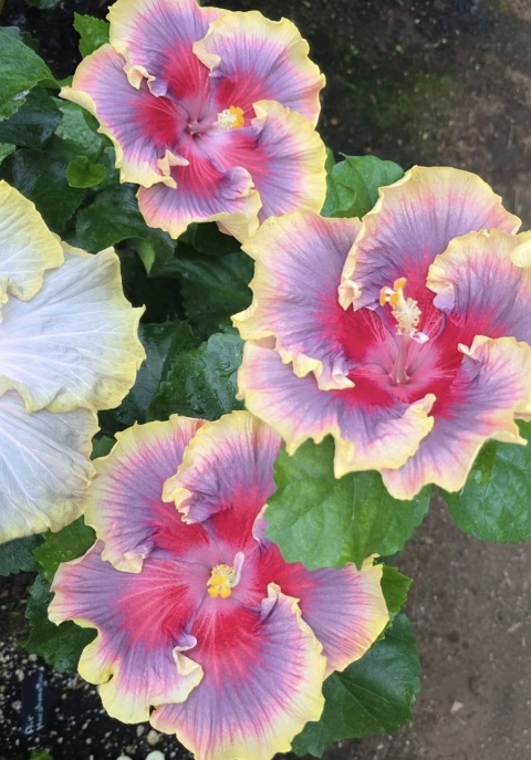 写メ