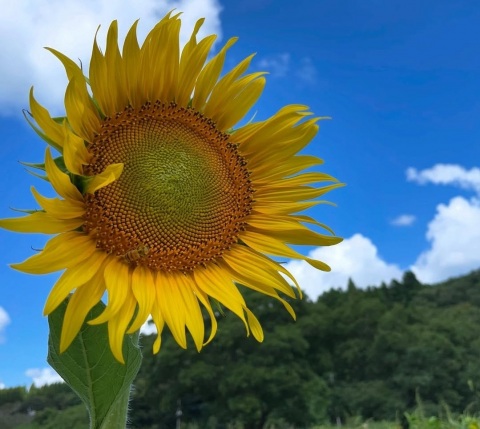 写メ