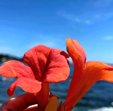 写メ