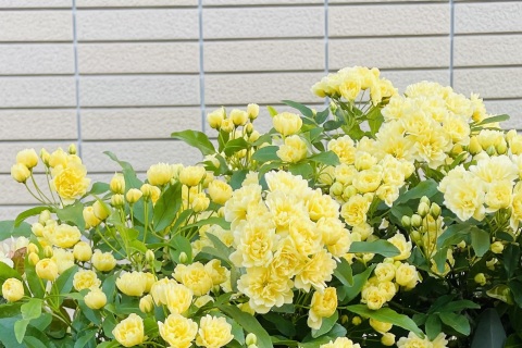 写メ