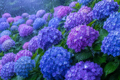 写メ