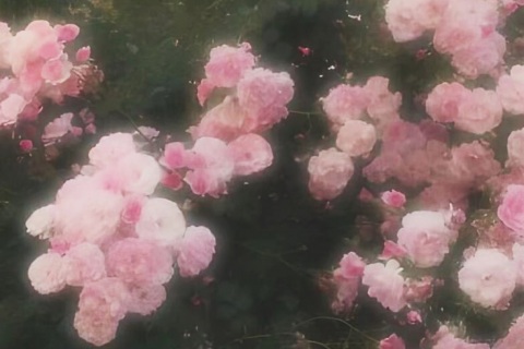 写メ