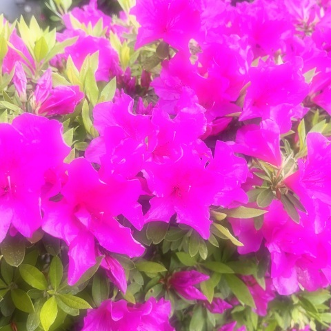 写メ