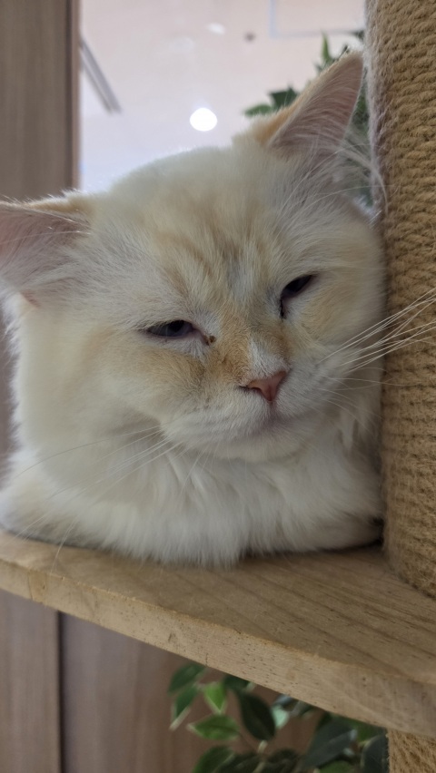 写メ