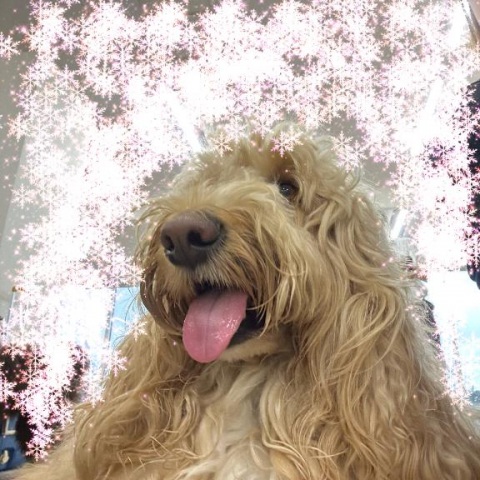 写メ